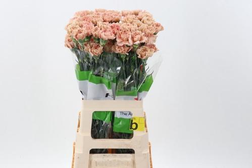 Dianthus standaard overig