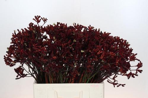 Anigozanthos flavidus 'Bush Ruby'