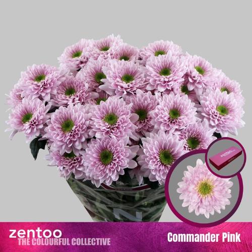 Chrysanthemum (Indicum Grp) tros Commander Pink