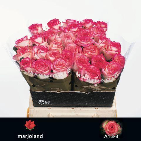 Rosa grootbloemig Jumilia