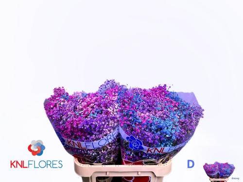 Gypsophila overig kleurbehandeld H%