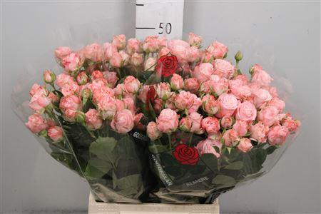 Rosa tros Madam Bombastic