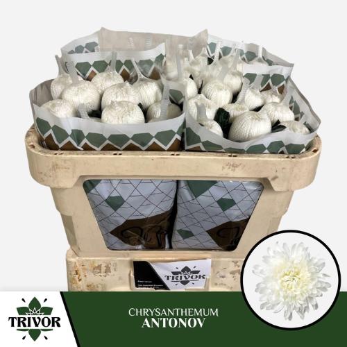 Chrysanthemum Indicum Grp geplozen kas Antonov