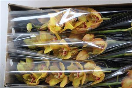 Cymbidium grootbloemig per tak Yellow River 'Esther'