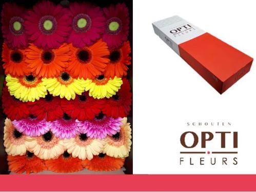 Gerbera grootbloemig gemengd