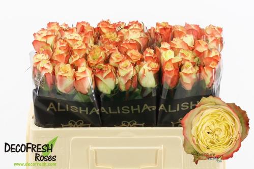 Rosa grootbloemig Adventure