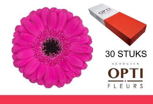 Gerbera mini Anna