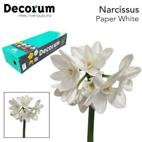 Narcissus Tazetta Grp met blad 'Ziva'
