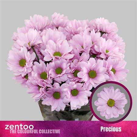 Chrysanthemum (Indicum Grp) tros Precious