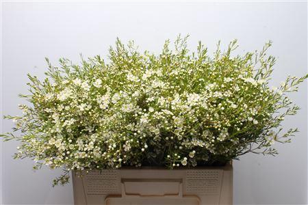 Chamelaucium uncinatum 'Ofir'