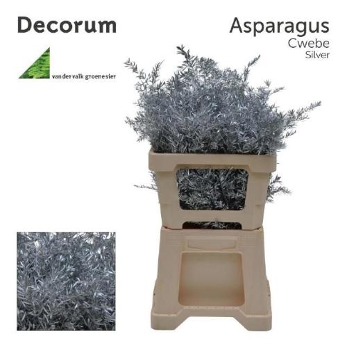 Asparagus densiflorus 'Cwebe' kleurbehandeld H%