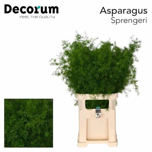 Asparagus densiflorus 'Sprengeri'