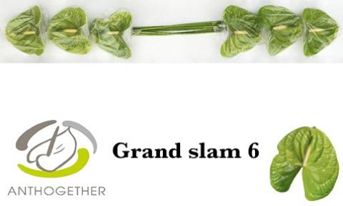 Anthurium (Andreanum Grp) Grand Slam