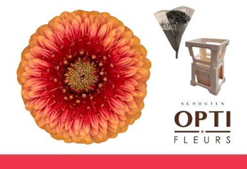 Gerbera mini bolvormig Pomponi Beaker