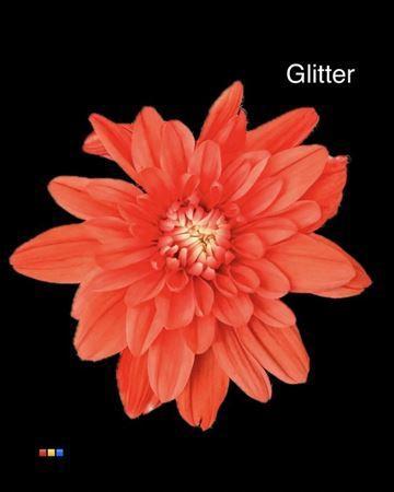 Chrysanthemum Indicum Grp tros kas kleurbehandeld H%