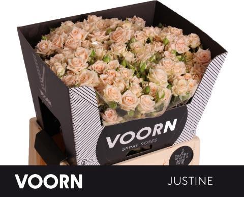 Rosa tros Justine