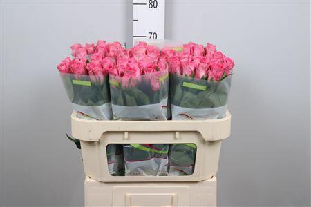 Rosa grootbloemig Watergame