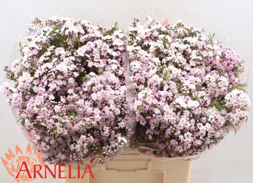 Chamelaucium uncinatum 'Dancing Queen'