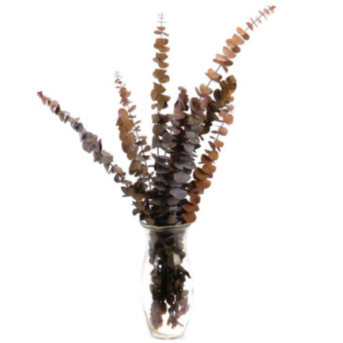 Eucalyptus cinerea trvácny 60cm balenie