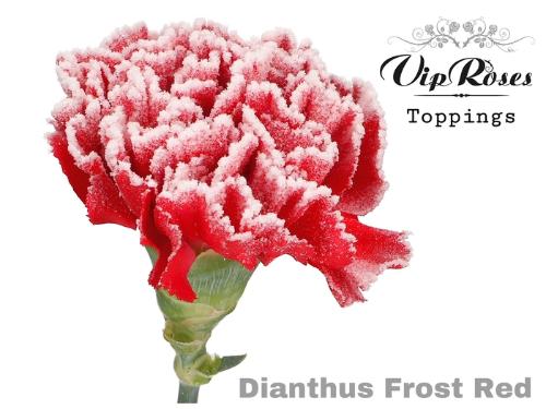 Dianthus standaard kleurbehandeld H%