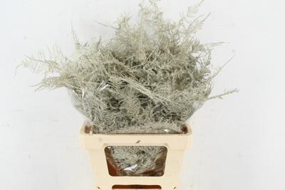 Asparagus overig kleurbehandeld H%