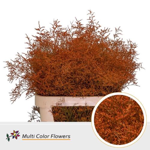 Limonium overig kleurbehandeld H%