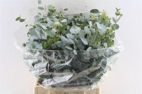 Eucalyptus per bos gunnii