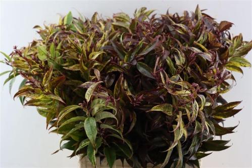 Leucothoe walteri 'Rainbow'