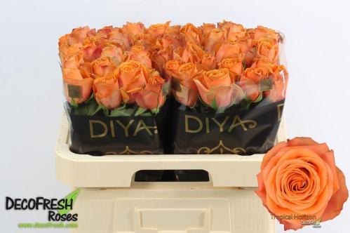 Rosa grootbloemig Tropical Horizon