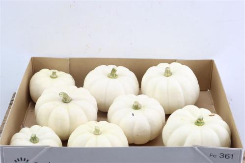 Cucurbita pepo