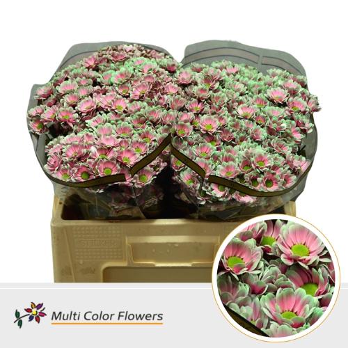 Chrysanthemum (Indicum Grp) tros santini  AAA Bowie kleurbehandeld H%