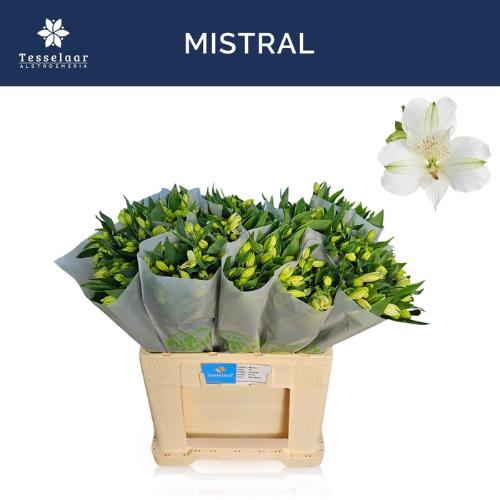 Alstroemeria Mistral