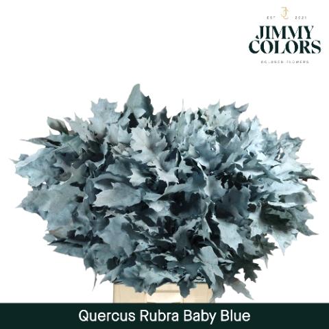 Quercus rubra kleurbehandeld H%