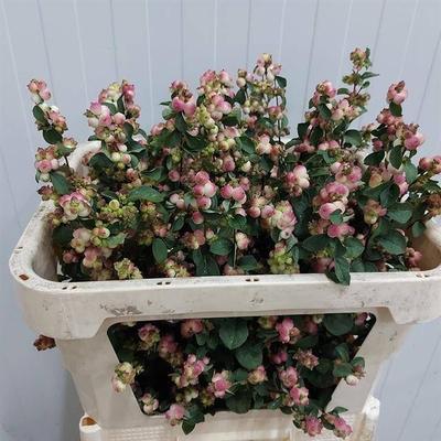 Symphoricarpos (Pink Berry Grp) Magical Red Riding Hood