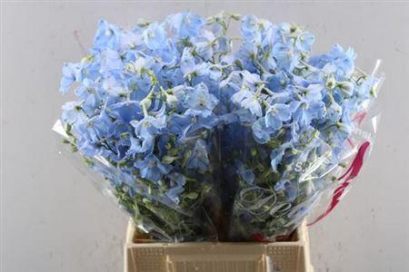 Delphinium Belladonna Grp enkelbloemig 'Ballkleid'
