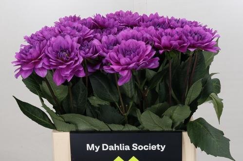 Dahlia 'Karma Lagoon'