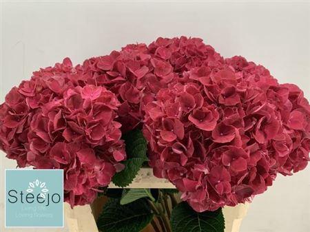 Hydrangea macrophylla Magical Rubyred