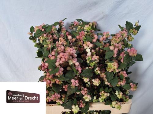 Symphoricarpos Magical Mandy (decor)