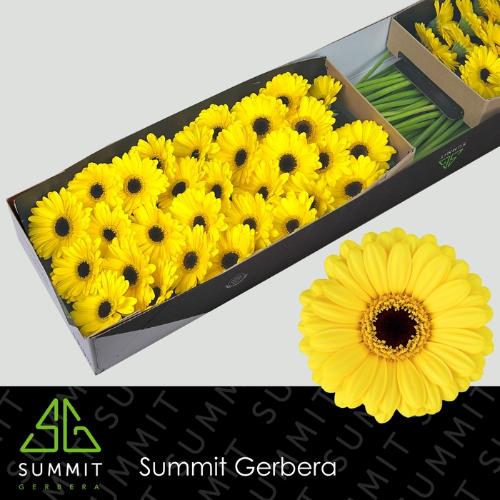 Gerbera mini Sunshine