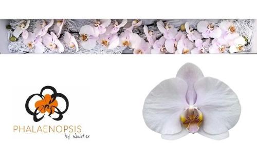 Phalaenopsis per bloem 'Alpha'