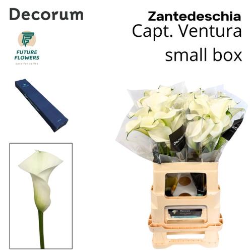 Zantedeschia 'Captain Ventura'