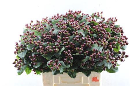 Hypericum Coco Montana