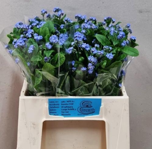 Myosotis alpestris Blue Memory