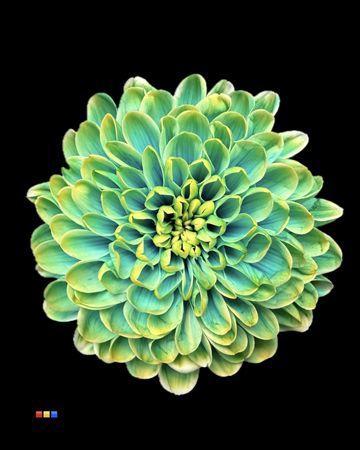 Chrysanthemum Indicum Grp tros kas kleurbehandeld H%