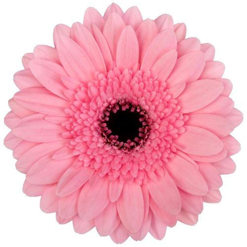 Gerbera mini 'Maeve'