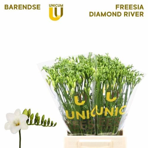 Freesia 'Alba River'