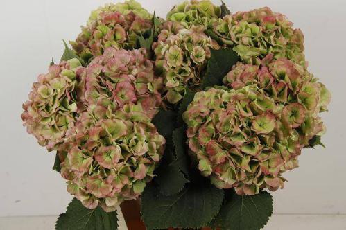 Hydrangea macrophylla Noordpool (classic)