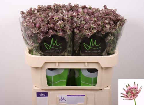 Astrantia major 'Star of Africa'