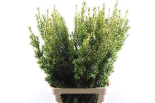 Taxus baccata 'Fastigiata Aurea'