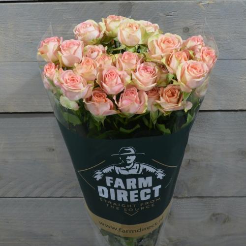 Rosa tros Azore
